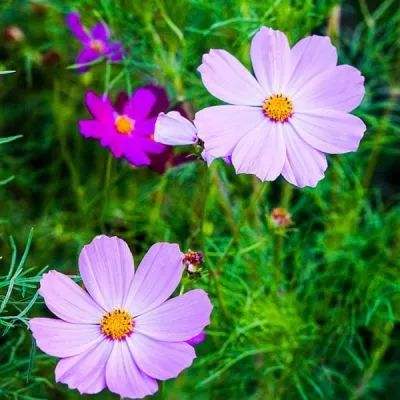 测测马年马上有对象